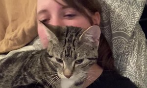 Random Cat Climbs Through Window for a Cuddle