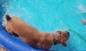 Bruno the Boxer Having a Blast