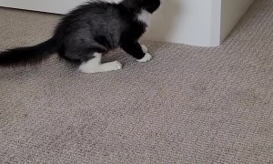 Cat Won't Let Kitten Out of the Room