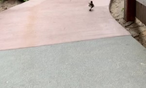 Duckling Reunited... Almost