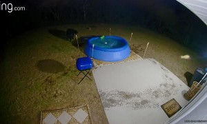 Bear Removes Pool Cover to Take a Late Night Swim