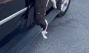Dog Saved by Harness After Jumping From a Moving Car