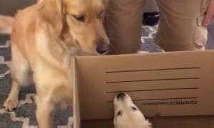 Dog Is Really Excited When Time Comes To Meet Puppy Sister