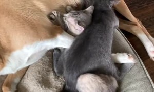 Kittens Find Furry Foster Mom