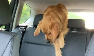 Golden Struggles to Retrieve Fry