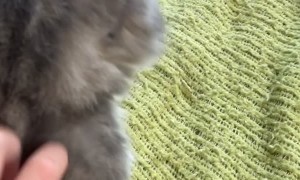 Kitty Can't Keep Upright After Anesthesia