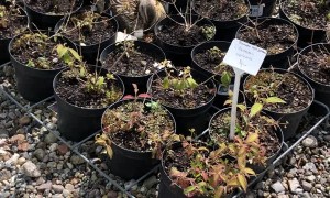 Duck Turning Eggs in Plant Nursery