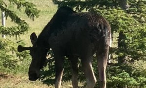 Moose Drops By for a Drink During Heat Wave