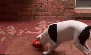 Picky Pup Doesn’t Like Food From the Bowl