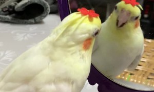 Bird Overwhelmed by Own Cuteness