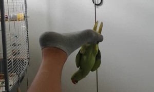 Parrot Hangs From His Human