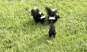 Baby Skunks Team up to Scare Snake Away