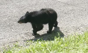 Family Coaxes Black Bear Out of Minivan