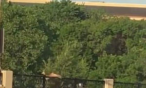 Bold Deer Flips over Fence