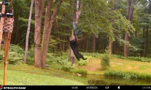 Bear Swings From Bird Feeder