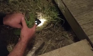 Trapped Bird Rescued from under Porch