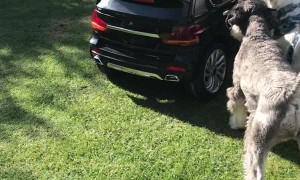 Puppies Jealous of Sibling's New Ride
