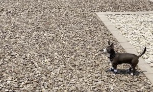 Delighted Doggy Reunited With Human After Four Long Days