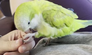 Parrot Loves Relaxing Foot Rubs