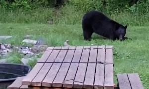 Injured Bear Drops By to Visit His Human Friend