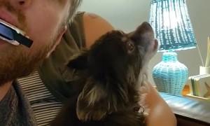 Doggo Joins In With Harmonica Duet