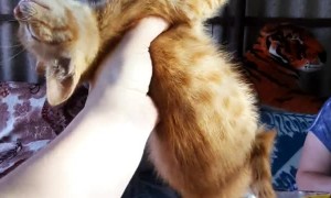Kitty Freezes When Lifted From the Ground
