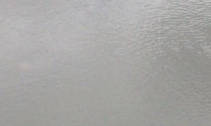 Fisherman Spots Huge Crocodile Swimming Underneath Him