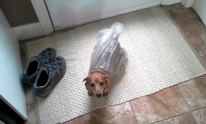 Dog Gets Stuck in Bag While Stealing Garbage