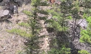Hungry Bear Sends Rocks Tumbling Down Mountain
