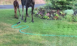Mama Moose and Her Calf Cool Off Under Sprinkler