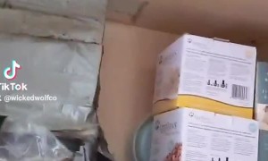 Sneaky Kitty Finds Secret Tunnel Into Snack Cupboard