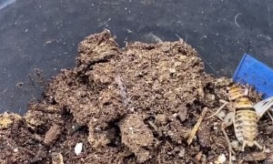 Ravine Trapdoor Spider Ambushes Its Next Meal