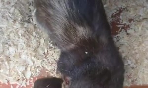 Ferret Brings Baby to Show Human
