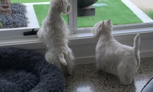 Two Westies on Kangaroo Watch