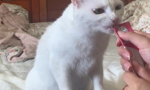 Kitten Does Tricks for Treat
