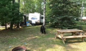Bear Breaks Into Trailer for Buns