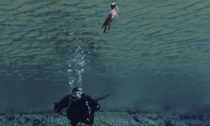 Bird Joins Scuba Divers Underwater