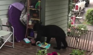 Bear Comes Back for Birdseed