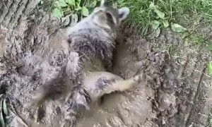 Raccoon Rolls in Mud Puddle