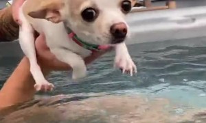 Chill Chihuahua Swims Above Hot Tub