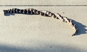 Tangled Snakes on Sidewalk