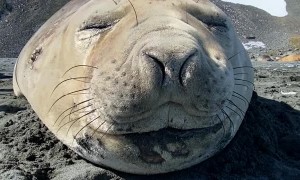 Seal Sneezes Sound Like Farts