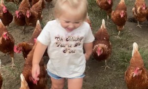 Adorable Little Girl and Her Army of Chickens