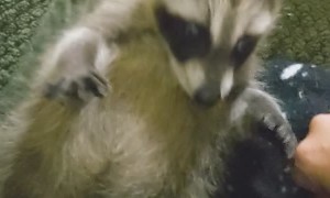Rescued Raccoon Pup Purrs for Belly Scratches