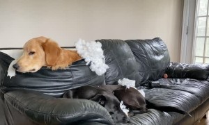 Retriever Ruins Sofa in Search of Ball