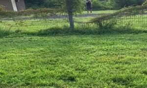 Blue Heeler Pup Can't See Fences