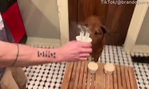 Birthday Dog Blows Out His Own Candles