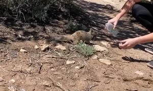 Helping a Thirsty Squirrel Through a Heatwave