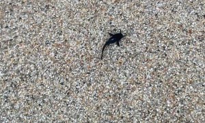 Baby Catfish at the Beach