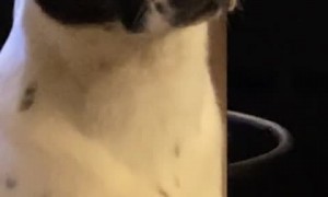 Dog gets confused when both owners speak to her at the same time 